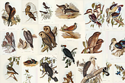 300+ The Birds of Australia, an Animal Illustration by Digital Museum (Thumbnail 15 of 15)