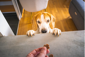 Beagle dog begging for treat from, an Animal Photo by MadPhotos