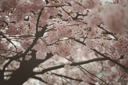 Blossom Rain preview 4