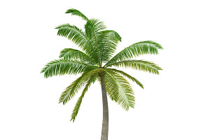 Palm