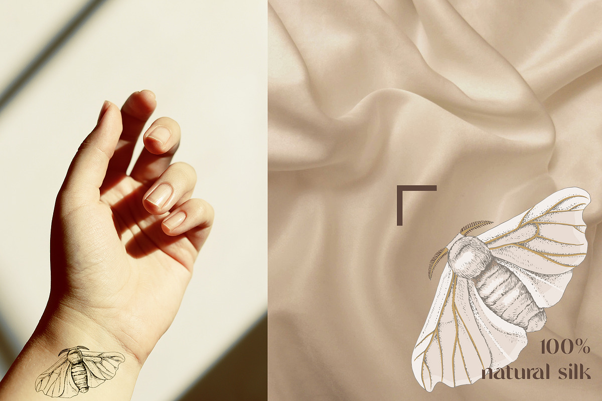 Silk moth metamorphosis, an Animal Illustration by handsketched (Photo 5 of 8)