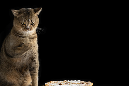 adult Scottish straight cat sits on a wooden table near a baked, an Animal Photo by ndanko