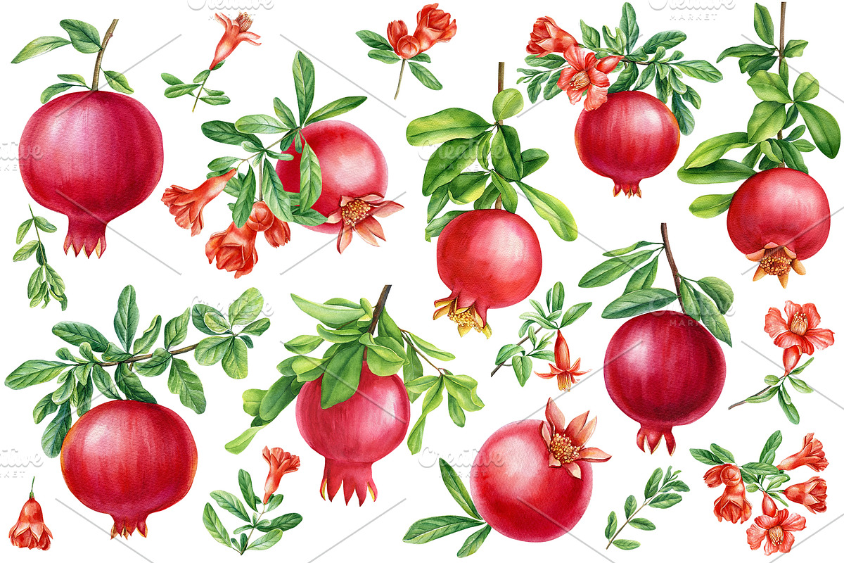 Watercolor fruits clipart, an Illustration by Hanna Hryharenka (Photo 6 of 14)