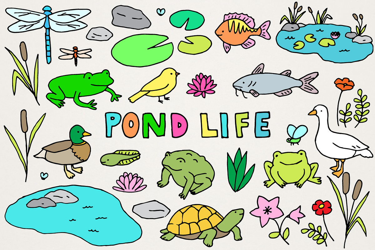 Pond Life & Frogs Clipart Set, an Animal Illustration by Lemonade Pixel (Photo 1 of 5)