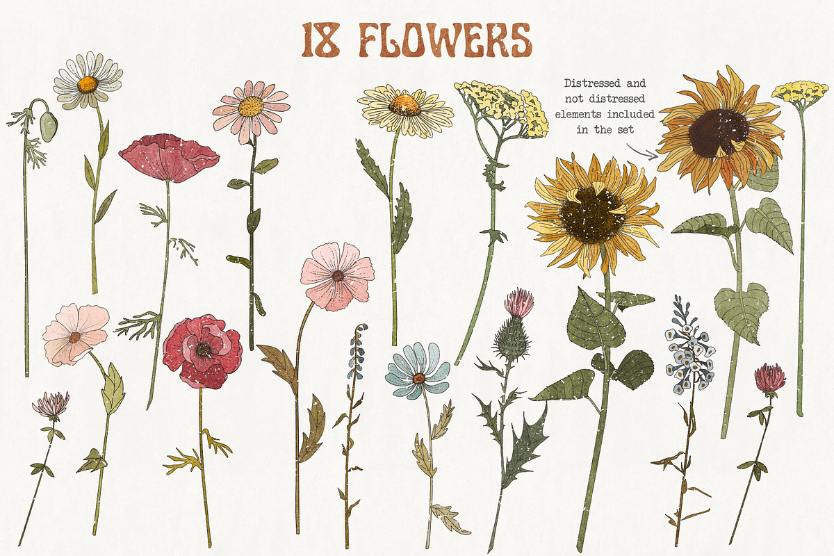 Retro field flowers & sunflowers, a Decorative Illustration by marie dricot (Photo 2 of 10)