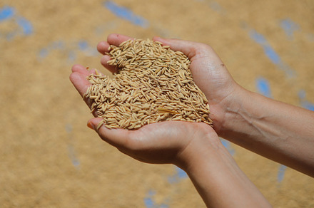 Heart-Shaped Handful of Paddy Rice