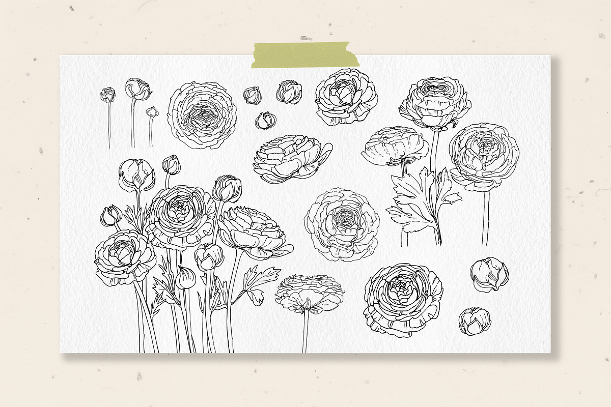 Ranunculus flowers. Buttercup Vector, a Decorative Illustration by irina.vaneeva (Photo 3 of 4)