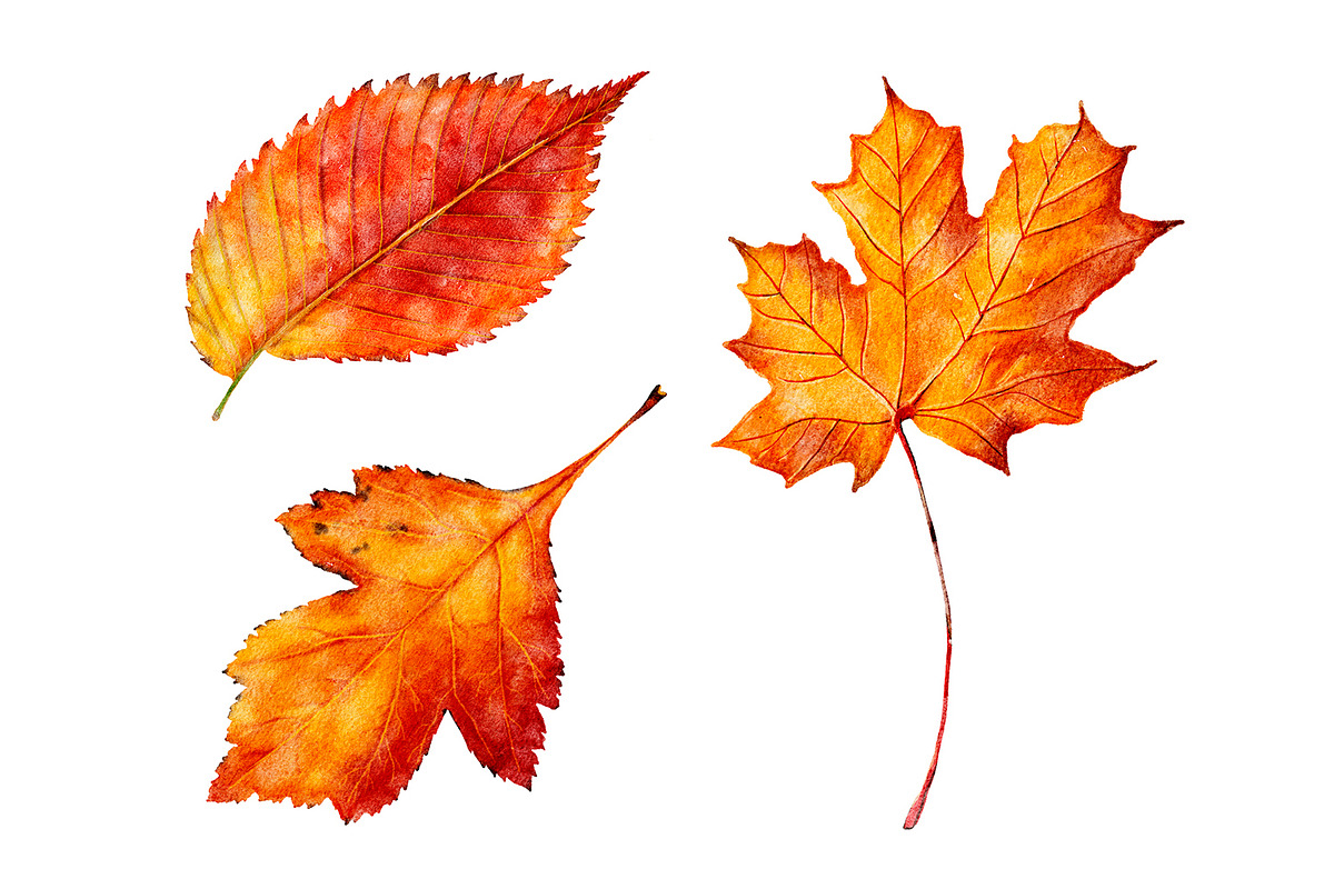 Watercolor autumn leaves clipart, a Seasonal Illustration by ArtfulStudio (Photo 7 of 7)