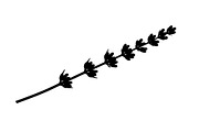 Floral Ornament Silhouette Bundle, an Illustration by BIPLOB EXPERT (Thumbnail 12 of 51)