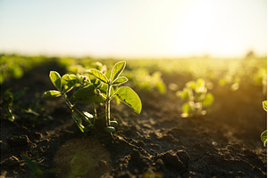 Soy sprout emerging from dry, a Nature Photo by volodymyrshtun13795