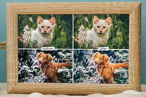 Cute Pets Lightroom Presets