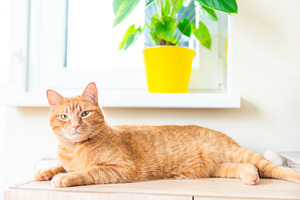 Red domestic cat laying in cozy room, an Animal Photo by Vapi