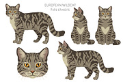 European wild cats clipart, an Animal Illustration by pet design shop (Thumbnail 4 of 10)