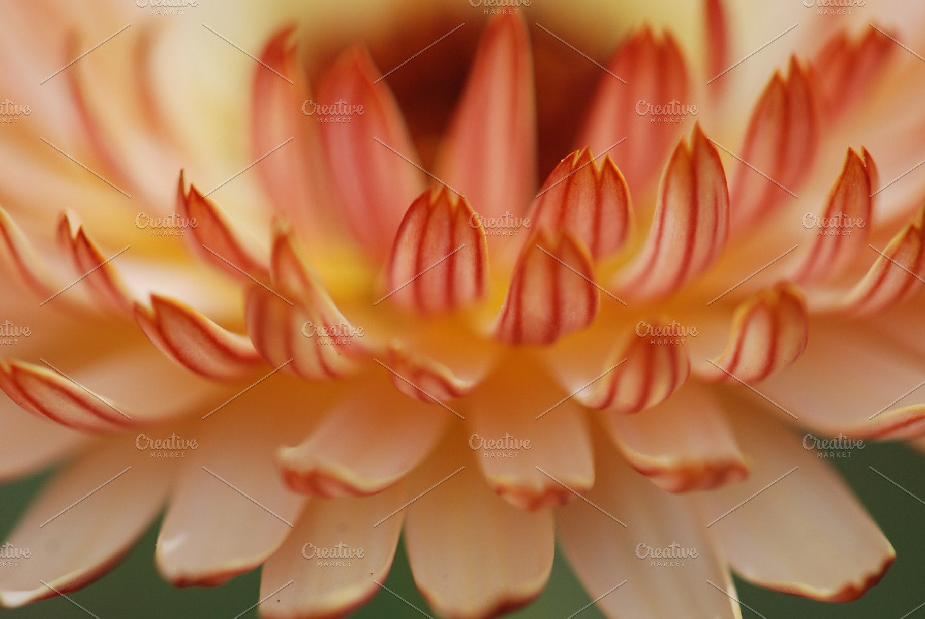Macro flower featuring orange, flower, and macro, a Nature Photo by Pigeonhole Industries