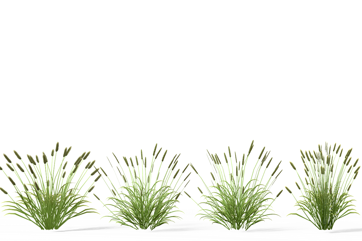 Shrub 2, an Environmental 3D Model by AndrewWhite (Photo 2 of 14)