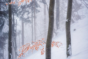 Birch tree in the winter forest stock photo containing autumn and background, a Nature Photo by Dreamy Pixel