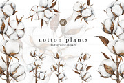 Cotton Plant Watercolor, an Object Illustration by CaraulanStore (Thumbnail 1 of 10)