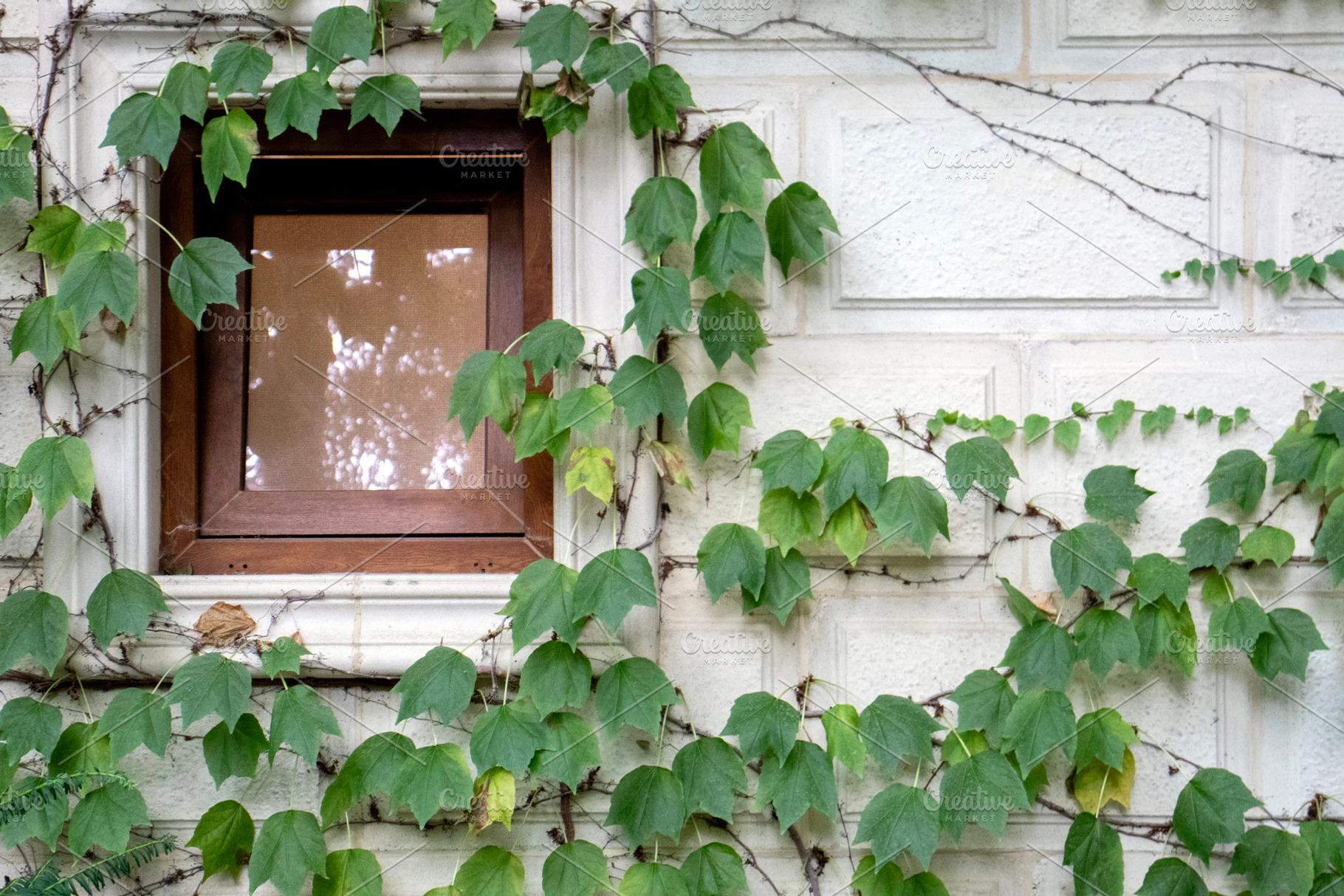 Ivy Leaves Climbing Around a Window, an Architecture Photo by Schreibikus