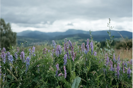 Tall colorful wild flowers in front