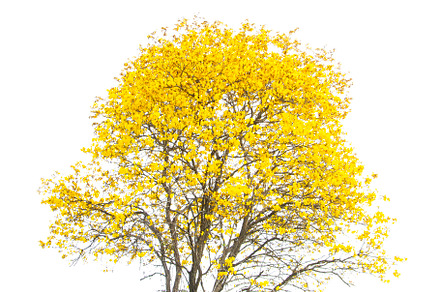 Beautiful Yellow Flowers Tree.