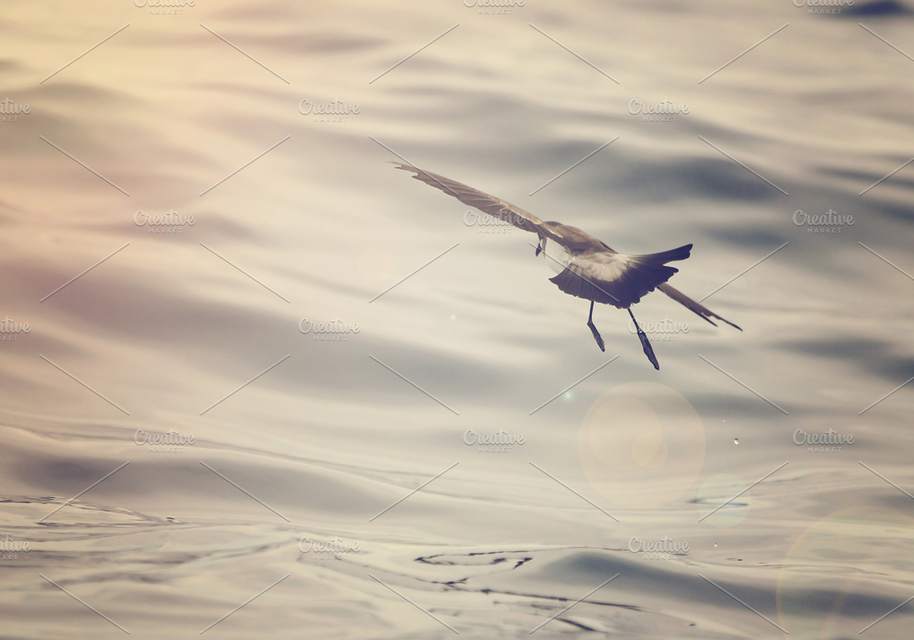 New Zealand Diving Bird
