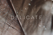 Delicate | 20 Feather Photos, a Nature Photo by Melanie Helena (Thumbnail 18 of 20)