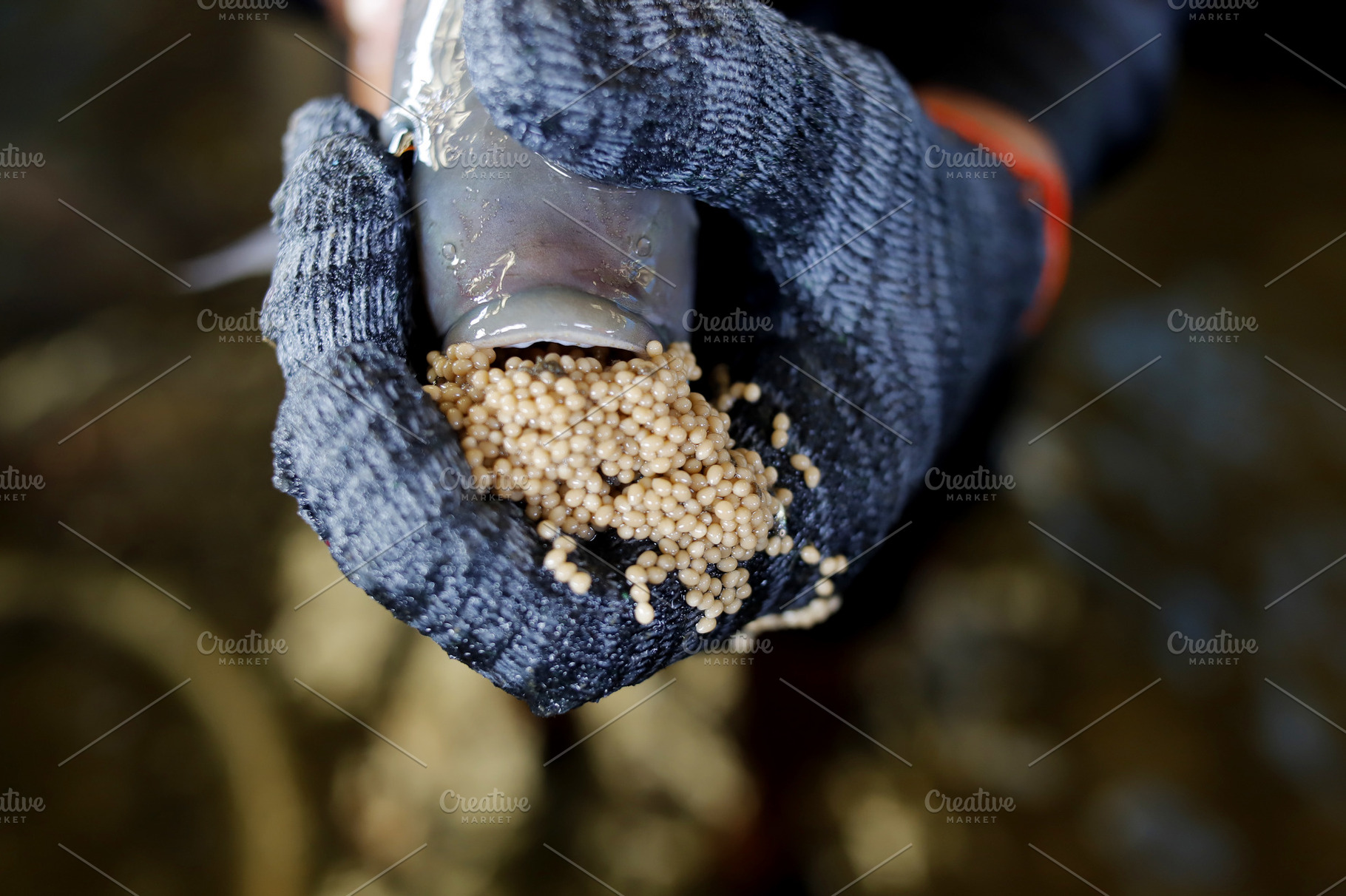 Tilapia Fish with Eggs in Mouth, an Animal Photo by bastera