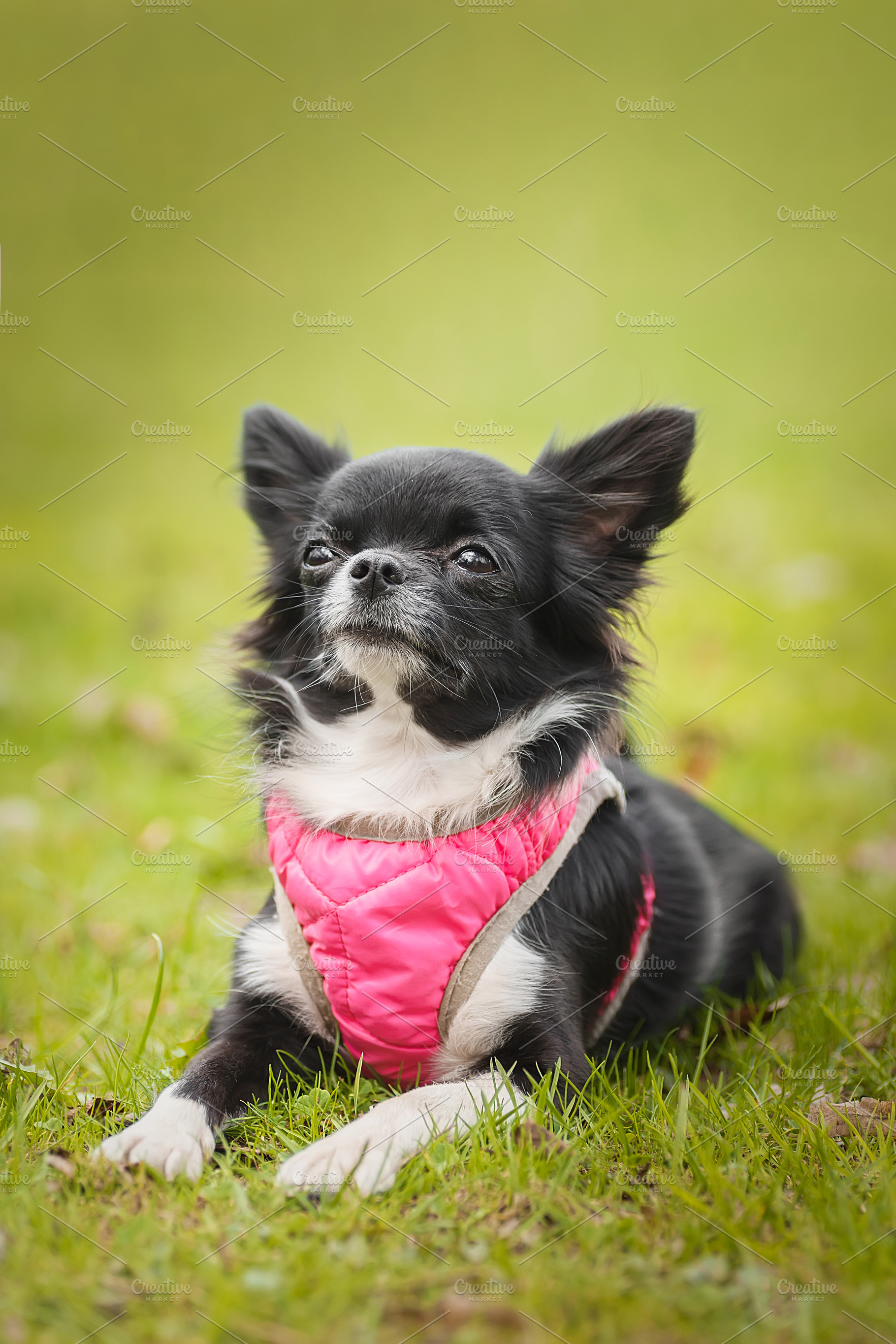 Funny little chihuahua dog plays on, an Animal Photo by AlexBush