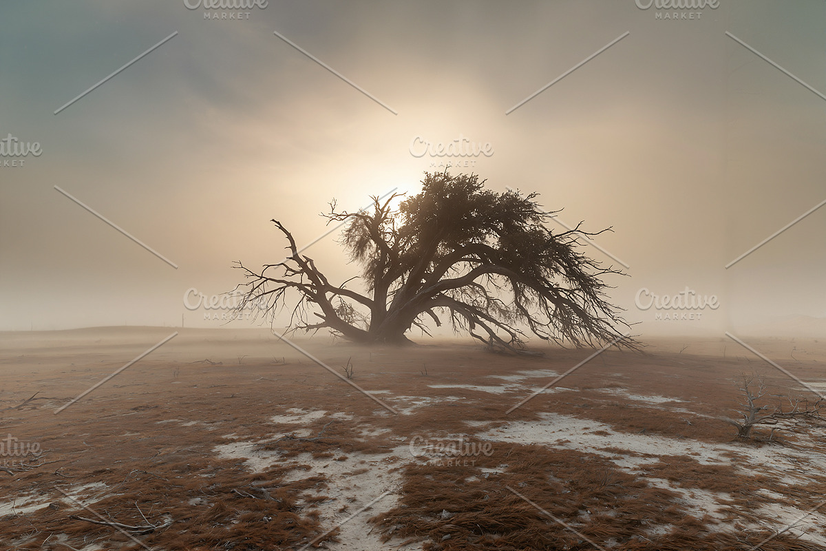 48 Dying Tree Images, a Nature Photo by h.utomo (Photo 41 of 48)