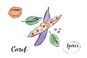 Watercolor spices vector set-1, an Illustration by miminoshka (Thumbnail 4 of 11)