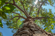 98 Trees view from below, a Nature Photo by Handmadefont (Thumbnail 87 of 98)