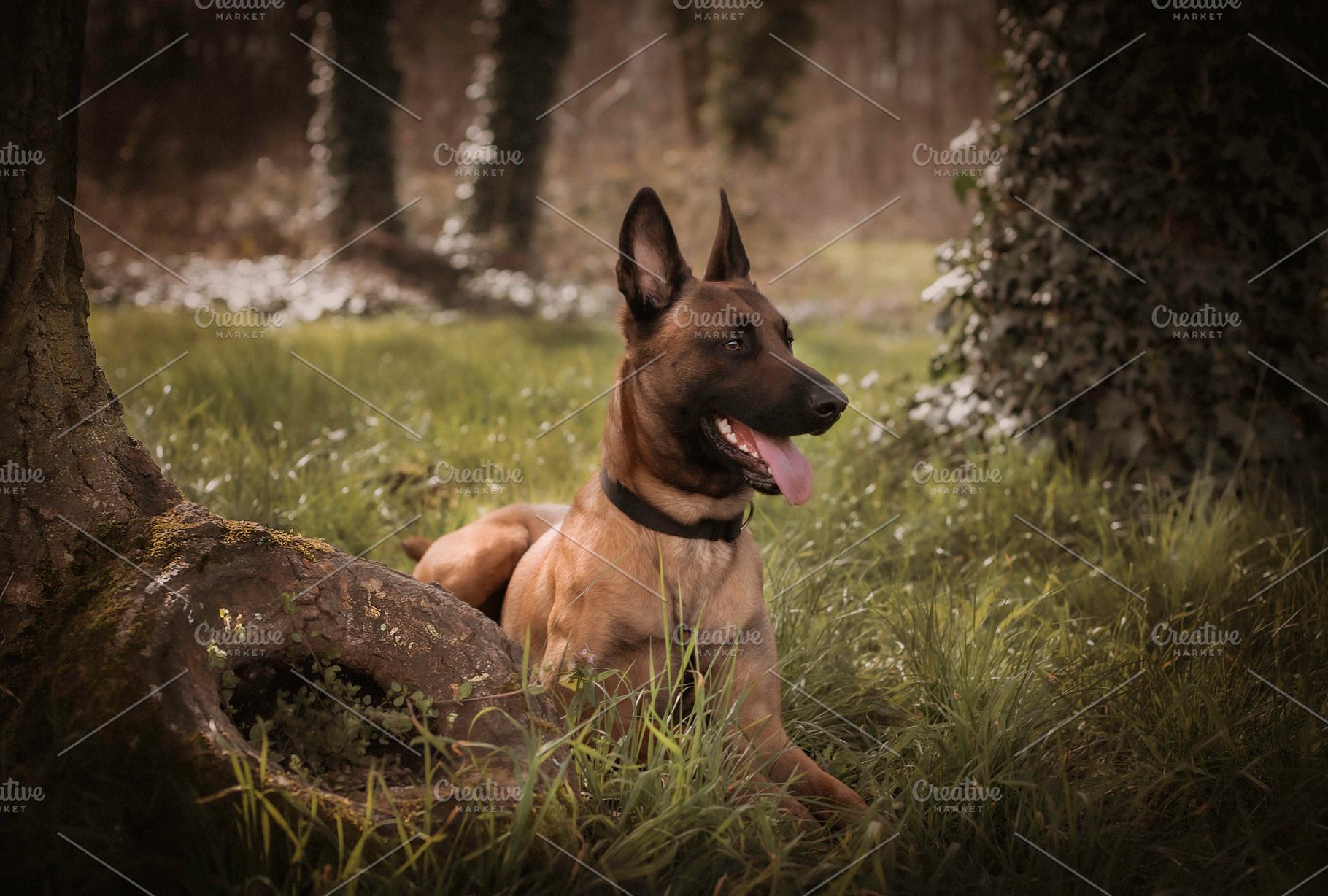 malinois dog, an Animal Photo by peterzsuzsa