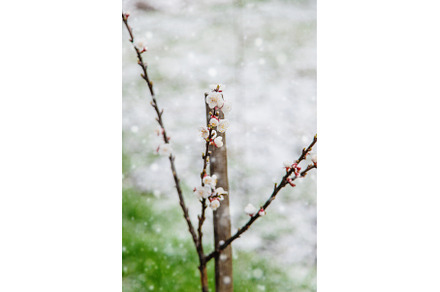 Trees bloom snow spring. Selective, a Nature Photo by yanadjana