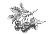 Cherry set engravings #3, a Food Illustration by Irina Trusova (Thumbnail 2 of 5)
