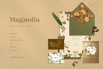 Magnolia Grandiflora