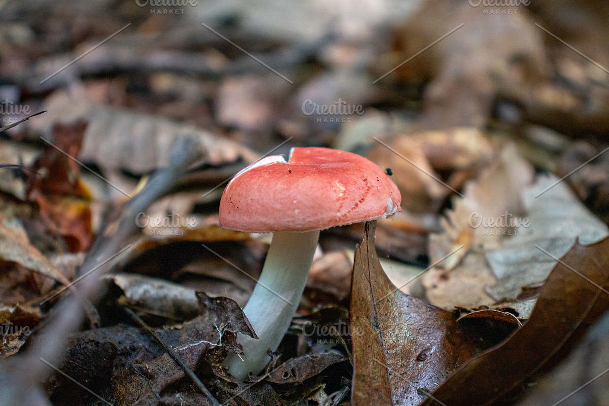 Mushrooms In The Forest Photography, a Nature Photo by Full Circle Design Studio (Photo 11 of 38)