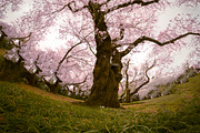 6 photos, Cherry Blossom gardens, a Nature Photo by Silent Nature (Thumbnail 2 of 6)