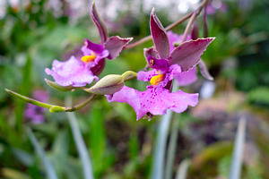 Delicate purple Oncidium orchids with yellow accents in lush tro, a Nature Photo by GoodGoods