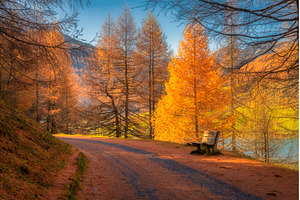 Mountain road in orange forest at, a Nature Photo by den-belitsky