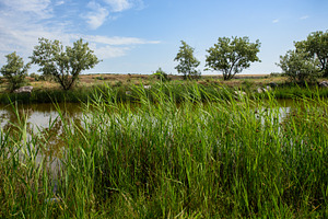 A thicket of reeds on the shore of a small pond. In the backgrou, a Nature Photo by ndanko