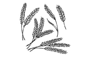 wheat set sketch hand drawn vector, a Food Illustration by pikepicture