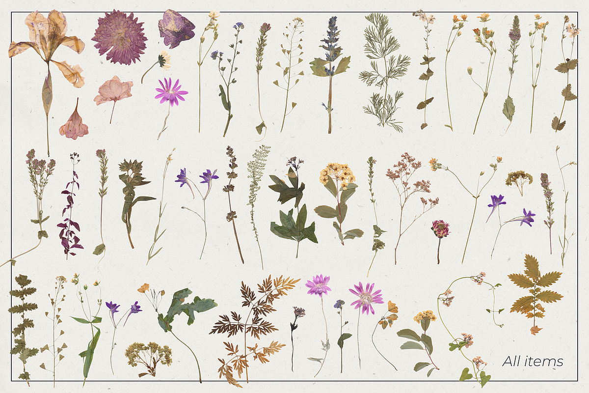 Dried Flowers & Herbs PNG Bundle, a Decorative Illustration by dlinnaya (Photo 2 of 4)