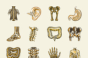 Vintage Antique Anatomy Illustration, a Healthcare Illustration by Creative Stall (Thumbnail 8 of 8)