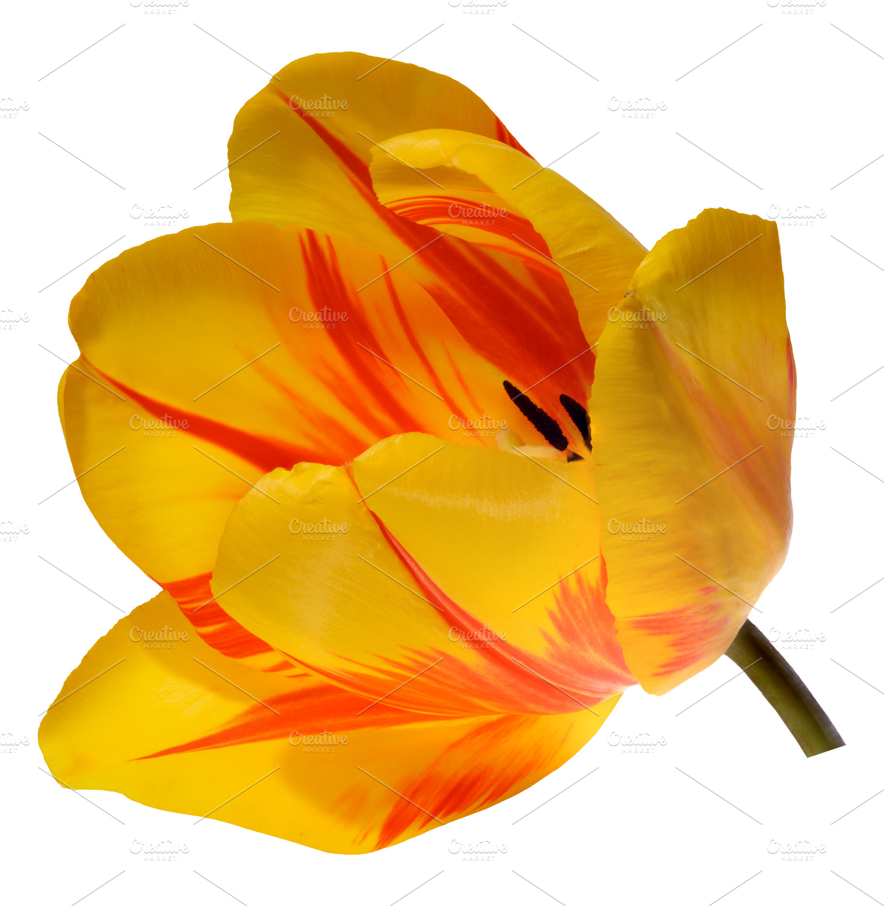 Top down view into the heart of a vibrant yellow tulip flower, r, a Nature Photo by ndanko