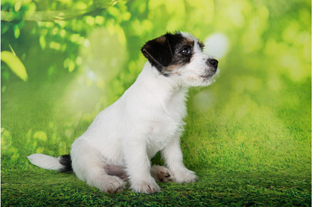 Jack Russell Terrier puppy broken, an Animal Photo by COLORFUL