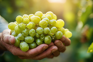 Hands holding fresh green grapes, a Photo by Beautiful things