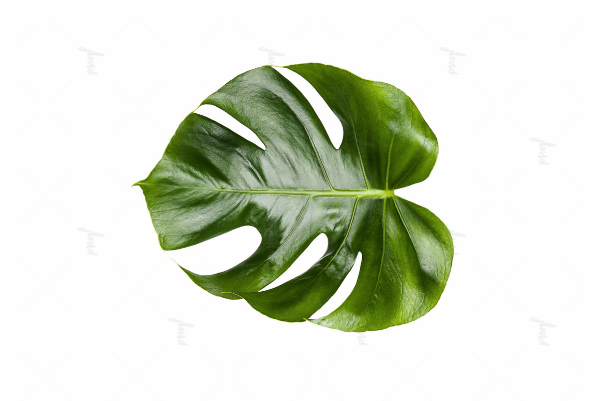 Printable Art - Monstera leaf, a Print Template by JustLikeMyDesktop (Photo 2 of 2)