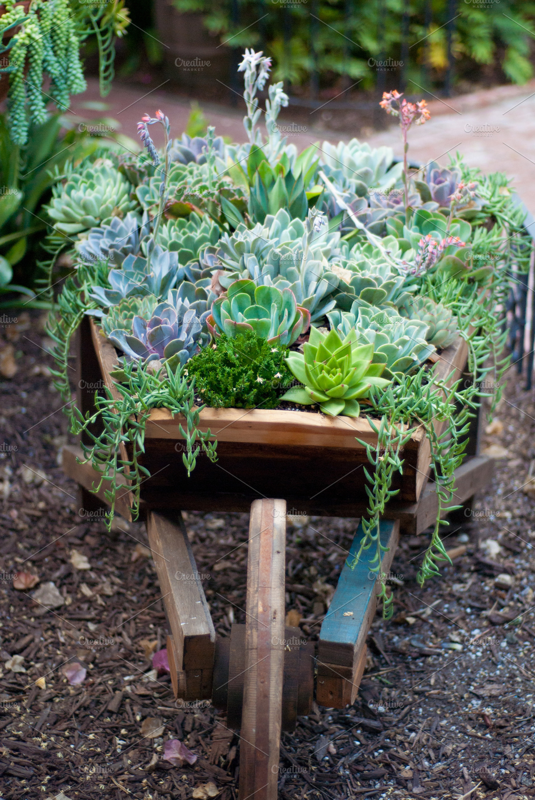 Succulents In A Wheel Barrow