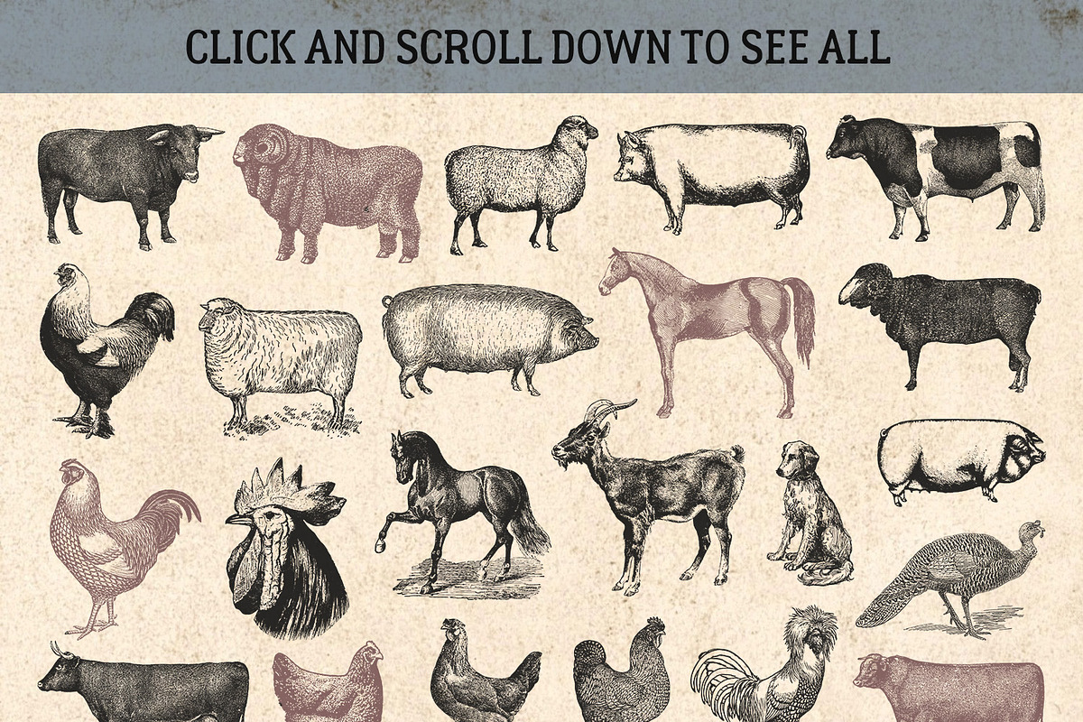 87% OFF Vintage Bundle - Free Update, an Animal Illustration by Brigantine Designs (Photo 5 of 21)