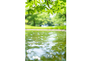 foliage hangs above the shimmering, a Nature Photo by Lermont51